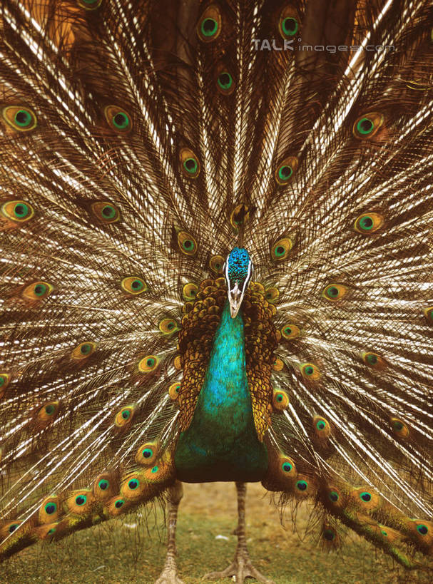 无人,站,竖图,室外,白天,正面,旅游,度假,草地,草坪,美景,植物,孔雀,鸟,野生动物,阴影,鲜艳,光线,鸟类,影子,景观,美丽,注视,漂亮,娱乐,草,一只,绿色,阳光,自然,动物,观察,看,站着,享受,休闲,景色,放松,可爱,活泼,观看,保护,吉祥,察看,优美,关注,自然风光,华贵,善良,防御,艳丽,孔雀开屏,越鸟,百鸟之王,示威,斑斓,瑰丽,娇艳,锦绣,奇丽,求偶,站立,半身,彩图,szzm1