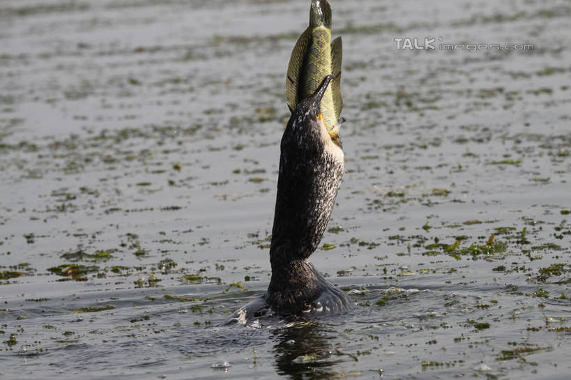 无人,吃,横图,室外,白天,旅游,度假,河流,美景,水,植物,鸟,一条,许多,盘绕,阴影,波纹,围绕,光线,鸬鹚,鸟类,鱼,螺旋,影子,河水,景观,水流,水草,涟漪,娱乐,鱼类,捕鱼,背面,绿色,倒影,水纹,阳光,自然,波浪,张嘴,享受,休闲,景色,放松,生长,成长,游动,波光粼粼,倒映,自然风光,螺纹,张大嘴巴,鱼鹰,水老鸦,水晕,乌鱼,黑鱼,蛇头鱼,乌鳢,反照,张开嘴,食,半身,彩图,tascy1
