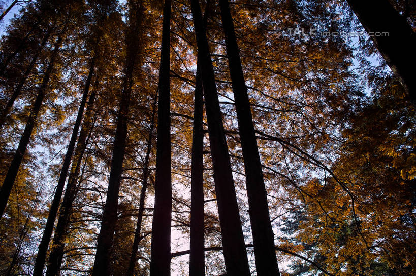 无人,横图,室外,白天,仰视,旅游,度假,美景,树林,植物,阴影,光线,影子,景观,娱乐,树,树木,蓝色,绿色,蓝天,天空,阳光,自然,天,享受,休闲,景色,放松,生长,晴朗,成长,自然风光,万里无云,水杉,晴空,晴空万里,彩图,低角度拍摄,yzdzj1