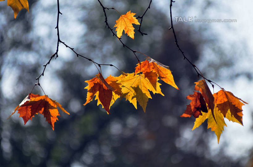 无人,横图,室外,特写,白天,正面,旅游,度假,美景,秋季,植物,枫树,叶子,南京,中国,亚洲,阴影,朦胧,模糊,光线,影子,景观,枫叶,枯叶,落叶,枝条,娱乐,江苏,树,树木,树枝,黄色,红色,阳光,自然,享受,休闲,景色,放松,生长,成长,枫树叶,自然风光,东亚,江苏省,南京市,中华人民共和国,华东地区,苏,省会,虬枝,枝杈,栖霞山,石头城,叶,叶片,秋,秋天,彩图,yzdzj1