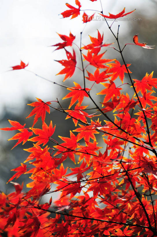 无人,竖图,室外,特写,白天,正面,旅游,度假,美景,秋季,植物,枫树,叶子,南京,中国,亚洲,阴影,朦胧,模糊,光线,影子,景观,枫叶,枯叶,落叶,枝条,娱乐,江苏,树,树木,树枝,黄色,红色,阳光,自然,享受,休闲,景色,放松,生长,成长,枫树叶,自然风光,东亚,江苏省,南京市,中华人民共和国,华东地区,苏,省会,虬枝,枝杈,栖霞山,石头城,叶,叶片,秋,秋天,彩图,yzdzj1