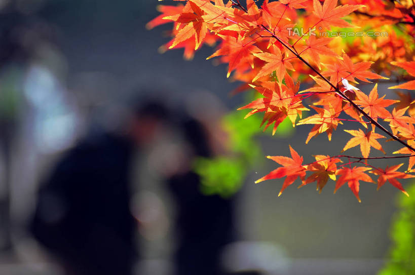 东方人,两个人,站,横图,室外,特写,白天,正面,旅游,度假,美景,秋季,植物,枫树,叶子,南京,中国,亚洲,阴影,朦胧,模糊,光线,影子,景观,枫叶,枯叶,落叶,枝条,注视,黄种人,娱乐,江苏,树,树木,树枝,黄色,红色,阳光,自然,观察,看,站着,享受,休闲,景色,放松,生长,成长,观看,枫树叶,察看,关注,自然风光,东亚,江苏省,南京市,中华人民共和国,华东地区,苏,省会,虬枝,枝杈,栖霞山,男人,男性,年轻男性,年轻女性,女人,女性,亚洲人,石头城,叶,叶片,秋,秋天,站立,半身,彩图,yzdzj1