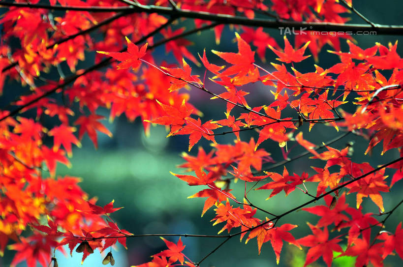 无人,横图,室外,特写,白天,正面,旅游,度假,美景,秋季,植物,枫树,叶子,南京,中国,亚洲,阴影,朦胧,模糊,光线,影子,景观,枫叶,枯叶,落叶,枝条,娱乐,江苏,树,树木,树枝,黄色,红色,阳光,自然,享受,休闲,景色,放松,生长,成长,枫树叶,自然风光,东亚,江苏省,南京市,中华人民共和国,华东地区,苏,省会,虬枝,枝杈,栖霞山,石头城,叶,叶片,秋,秋天,彩图,yzdzj1