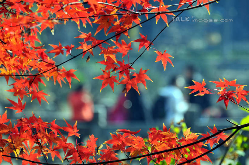 东方人,横图,室外,特写,白天,正面,旅游,度假,美景,秋季,植物,枫树,叶子,南京,中国,亚洲,行人,游客,游人,阴影,朦胧,模糊,光线,影子,景观,枫叶,枯叶,落叶,枝条,许多人,黄种人,娱乐,江苏,路人,旅客,树,树木,树枝,黄色,红色,阳光,自然,一群人,享受,休闲,景色,放松,生长,成长,枫树叶,自然风光,东亚,江苏省,南京市,中华人民共和国,华东地区,苏,省会,虬枝,枝杈,过客,栖霞山,男人,男性,年轻男性,年轻女性,女人,女性,亚洲人,石头城,叶,叶片,秋,秋天,半身,彩图,yzdzj1