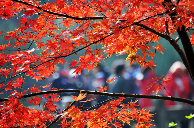 东方人,横图,室外,特写,白天,正面,旅游,度假,美景,秋季,植物,枫树,叶子,南京,中国,亚洲,行人,游客,游人,阴影,朦胧,模糊,光线,影子,景观,枫叶,枯叶,落叶,枝条,许多人,黄种人,娱乐,江苏,路人,旅客,树,树木,树枝,黄色,红色,阳光,自然,一群人,享受,休闲,景色,放松,生长,成长,枫树叶,自然风光,东亚,江苏省,南京市,中华人民共和国,华东地区,苏,省会,虬枝,枝杈,过客,栖霞山,男人,男性,年轻男性,年轻女性,女人,女性,亚洲人,石头城,叶,叶片,秋,秋天,半身,彩图,yzdzj1