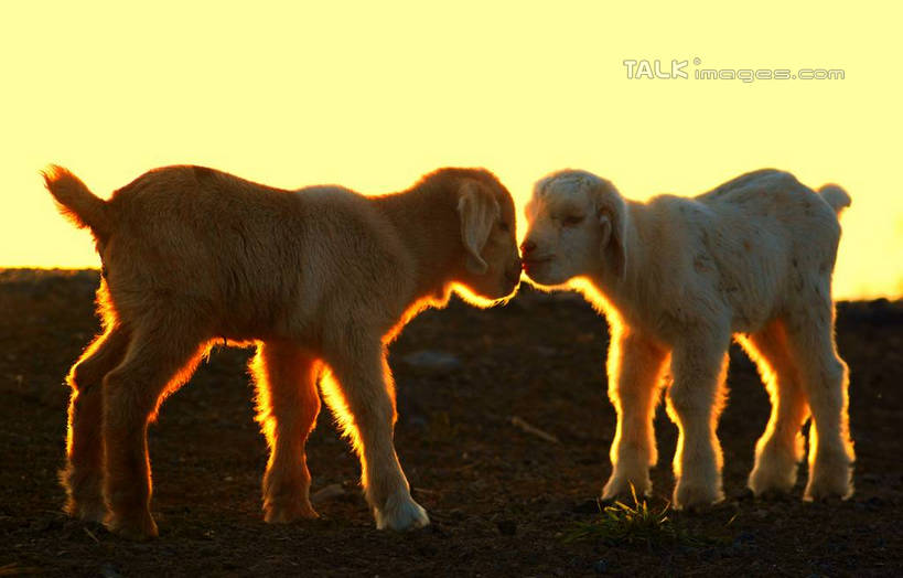 无人,站,横图,室外,白天,正面,草地,草坪,美景,日落,树林,植物,羊,阴影,光线,影子,景观,晚霞,霞光,家禽,相视,草,树,树木,绿色,阳光,自然,黄昏,动物,站着,两只,面对面,家畜,景色,彩霞,牲畜,生长,成长,对视,羊羔,自然风光,相对,相看,夕阳,绵羊,站立,彩图,全身,yzdzj1