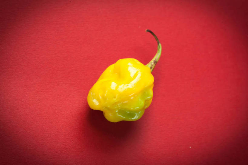 无人,横图,俯视,室内,特写,白天,辣椒,蔬菜,红色背景,新鲜,食品,食物,一个,黄色,摄影,有机食品,绿色食品,影棚,单个,辣角,大椒,辣虎,广椒,墨西哥辣椒,哈雷派尼奥,哈雷派尼奥辣椒,辣子,海椒,番椒,彩图,高角度拍摄,影棚拍摄,拍摄