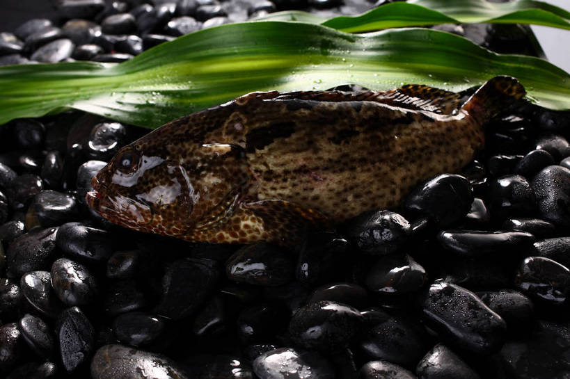 海鲜,无人,横图,俯视,室内,特写,白天,石头,水,植物,叶子,一堆,一条,许多,阴影,堆叠,堆积,反射,鱼,石子,纹理,液体,影子,水滴,绿叶,很多,水产,鱼类,海洋生物,绿色,黑色,张嘴,嫩叶,鹅卵石,堆,石斑,石斑鱼,水生动物,海产品,水生物,张大嘴巴,按摩石,海底动物,肌理,过鱼,海鸡鱼,红季鱼,会鱼,季鱼,鲙鱼,叶,叶片,叶脉,石块,张开嘴,彩图,高角度拍摄,全身,shjb1,赤点石斑鱼