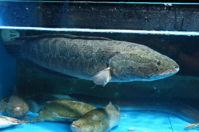 游泳,无人,横图,室内,特写,白天,正面,水,玻璃,许多,鱼,液体,水滴,鱼缸,注视,水产,鱼类,玻璃制品,观察,看,五条,观看,察看,关注,水生动物,水生物,乌鱼,泅水,黑鱼,蛇头鱼,乌鳢,拍浮,半身,彩图,淡水生物,河鲜,shjb1