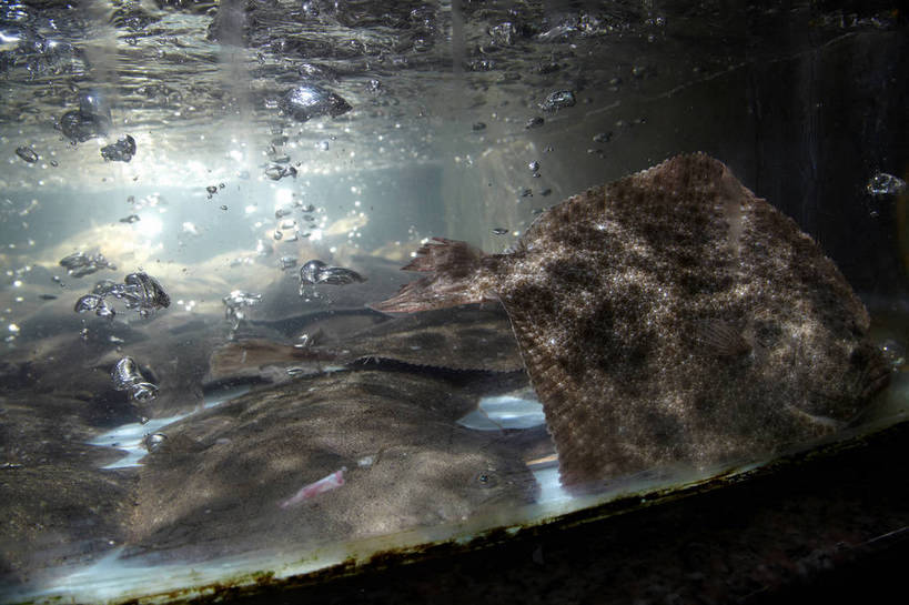 海鲜,无人,餐厅,横图,室内,白天,侧面,水,玻璃,朦胧,模糊,鱼,液体,水滴,鱼缸,注视,水产,鱼类,海洋生物,玻璃制品,泡泡,观察,看,趴着,观看,察看,关注,水生动物,海产品,水生物,海底动物,大菱鲆,瘤棘鲆,趴,半身,彩图,餐馆,饭店,饭馆,多宝鱼,欧洲比目鱼,shjb1