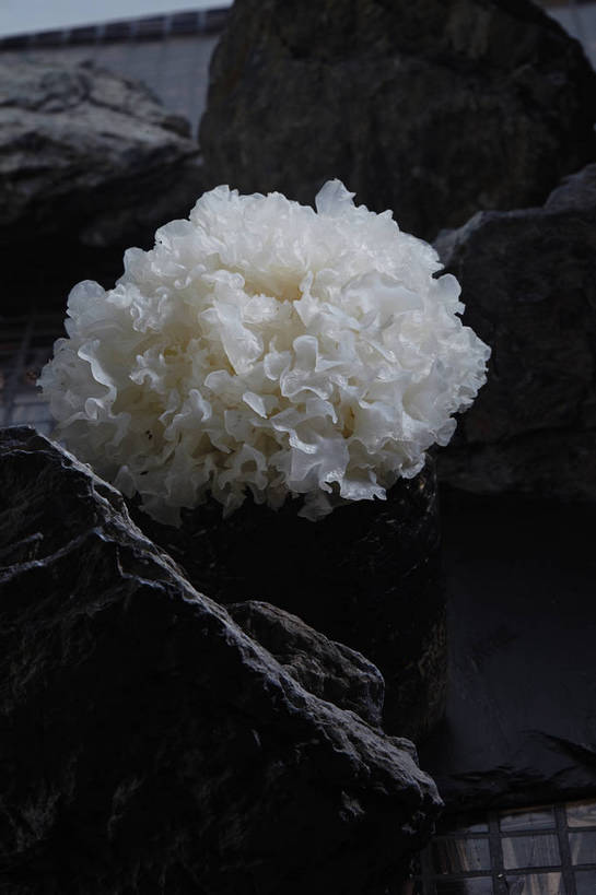 无人,竖图,俯视,室内,特写,白天,石头,餐桌,桌子,蔬菜,新鲜,石子,菌菇,食品,菌类,木耳,食物,一个,白色,食用菌,有机食品,绿色食品,单个,餐台,白木耳,银耳,真菌,雪耳,白耳,石块,岩石,彩图,高角度拍摄,shjb1