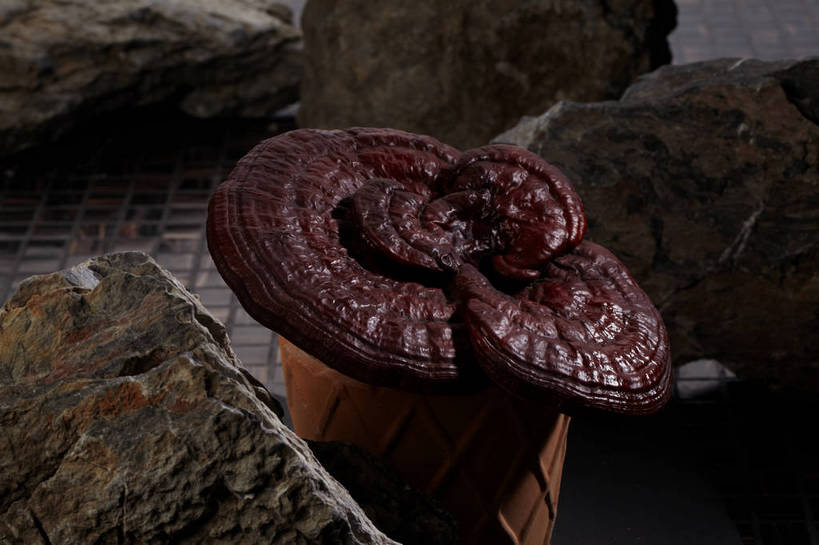 无人,横图,俯视,室内,特写,白天,石头,餐桌,桌子,灵芝,石子,菌菇,褐色,菌类,一个,容器,单个,餐台,储藏,真菌,储存,药用菌,石块,岩石,神芝,灵芝草,彩图,高角度拍摄,菌灵芝,贮存,shjb1