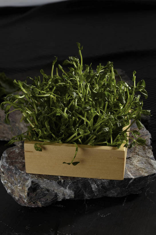 无人,竖图,俯视,室内,特写,白天,烹饪,中餐,石头,餐桌,桌子,蔬菜,叶子,一堆,许多,堆叠,堆积,新鲜,石子,料理,食品,绿叶,很多,火锅,豆苗,菜肴,美食,食物,一个,绿色,中式,嫩叶,佳肴,有机食品,绿色食品,单个,餐台,中华料理,堆,豌豆苗,豌豆藤,叶,叶片,石块,岩石,彩图,高角度拍摄,shjb1