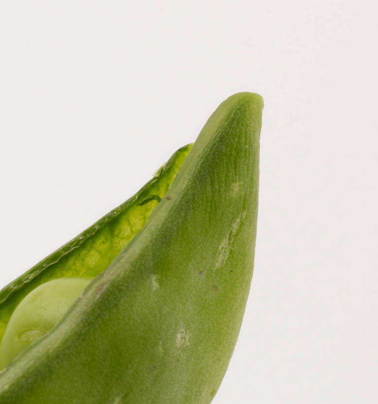 无人,竖图,俯视,室内,特写,白天,植物,蔬菜,灰色背景,新鲜,壳,豆类,豆子,豌豆,食品,荷兰豆,食物,一个,绿色,摄影,有机食品,绿色食品,影棚,单个,摄影棚,雪豆,豆科,寒豆,毕豆,麻累,国豆,小寒豆,麦豌豆,彩图,高角度拍摄,影棚拍摄,拍摄,shjb1