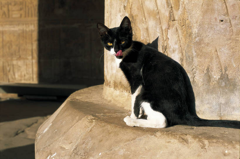 横图,彩色,室外,白天,旅游,标志建筑,地标,建筑,猫,非洲,埃及,风俗,清澈,乡村,建筑群,文化,建设,蓝色,天空,动物,天,旅游胜地,摄影,小镇,北非,阿非利加洲,古埃及文明,明澈,清彻,清亮,彩图,旅行,bj174