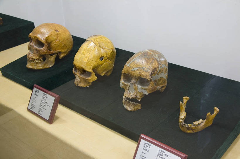 横图,彩色,旅游,建筑,北京,中国,亚洲,遗迹,头骨,首都,古典,历史,文化,文物,遗址,建筑物,工艺品,摄影,古董,古物,文明,中国文化,古玩,东亚,中华人民共和国,灭尽,灭绝,猿人,直立人,古代文明,头盖骨,彩图,旅行,传统文化,周口店,bj174