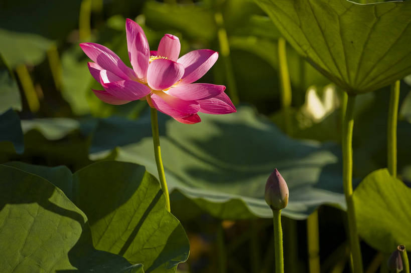 横图,彩色,室外,特写,白天,莲花,池塘,水池,美丽,花,红色,绿色,紫色,摄影,聚焦,美好,绿,彩图,红,bj174