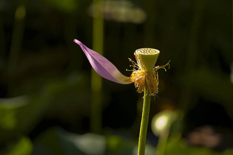 横图,彩色,室外,特写,白天,莲花,池塘,水池,美丽,花,红色,绿色,紫色,摄影,聚焦,美好,绿,彩图,红,bj174