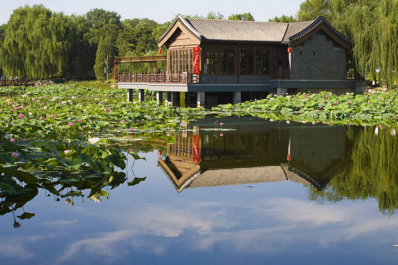横图,彩色,室外,特写,白天,莲花,池塘,水池,美丽,花,红色,绿色,紫色,摄影,聚焦,美好,绿,彩图,红,bj174