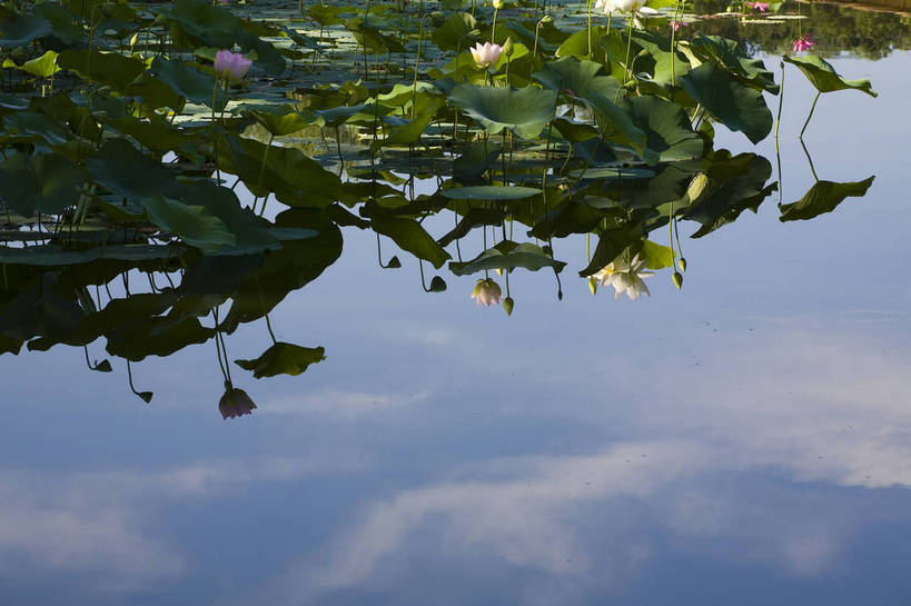 横图,彩色,室外,特写,白天,莲花,池塘,水池,美丽,花,红色,绿色,紫色,摄影,聚焦,美好,绿,彩图,红,bj174