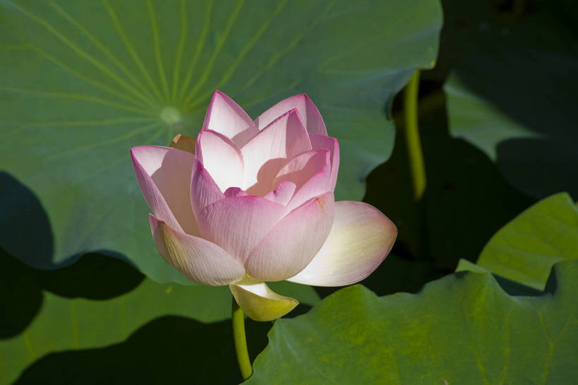 横图,彩色,室外,特写,白天,莲花,池塘,水池,美丽,花,红色,绿色,紫色,摄影,聚焦,美好,绿,彩图,红,bj174