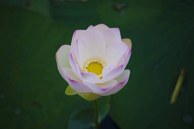 横图,彩色,室外,特写,白天,莲花,池塘,水池,美丽,花,红色,绿色,紫色,摄影,聚焦,美好,绿,彩图,红,bj174