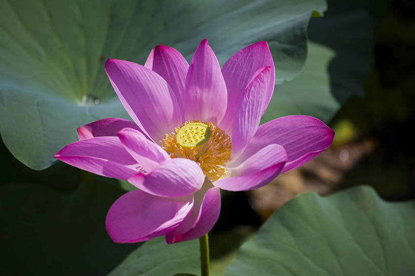 横图,彩色,室外,特写,白天,莲花,池塘,水池,美丽,花,红色,绿色,紫色,摄影,聚焦,美好,绿,彩图,红,bj174