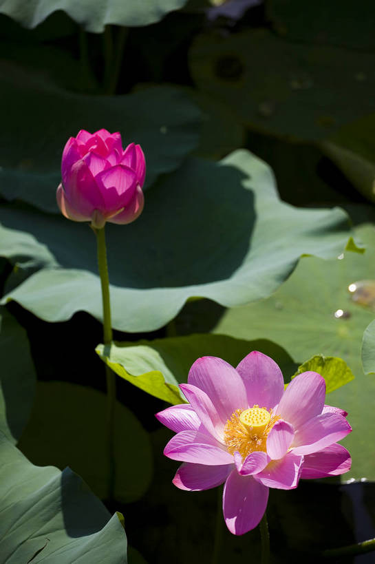 竖图,彩色,室外,特写,白天,莲花,池塘,水池,美丽,花,红色,绿色,紫色,竖,摄影,聚焦,美好,绿,彩图,红,bj174