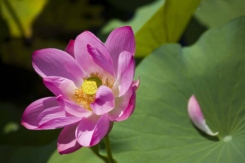 横图,彩色,室外,特写,白天,莲花,池塘,水池,美丽,花,红色,绿色,紫色,摄影,聚焦,美好,绿,彩图,红,bj174
