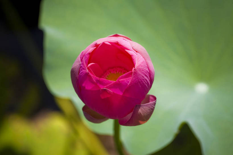 横图,彩色,室外,特写,白天,莲花,池塘,水池,美丽,花,红色,绿色,紫色,摄影,聚焦,美好,绿,彩图,红,bj174