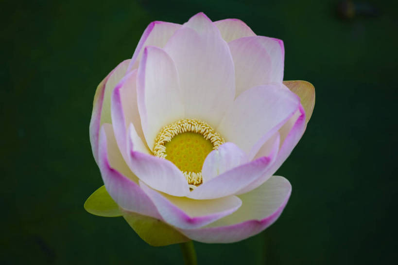 横图,彩色,室外,特写,白天,莲花,池塘,水池,美丽,花,红色,绿色,紫色,摄影,聚焦,美好,绿,彩图,红,bj174