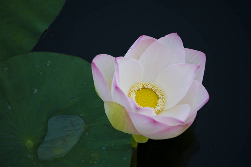 横图,彩色,室外,特写,白天,莲花,池塘,水池,美丽,花,红色,绿色,紫色,摄影,聚焦,美好,绿,彩图,红,bj174