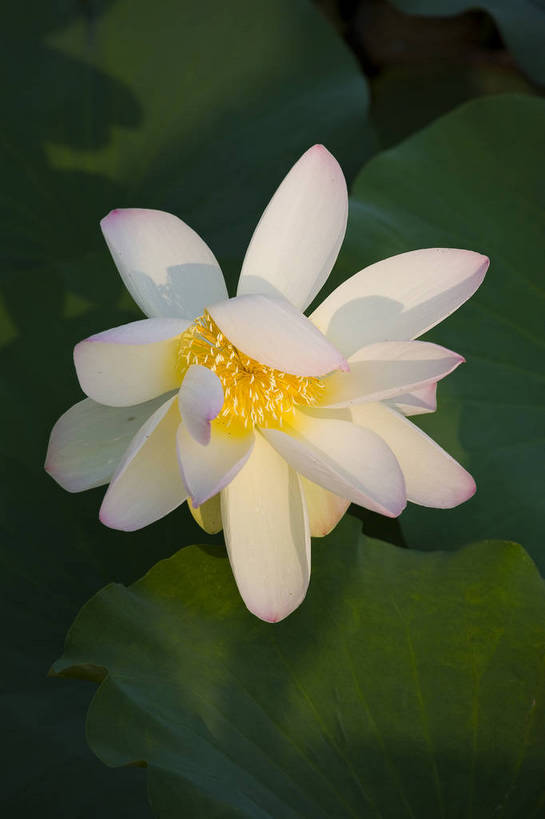 竖图,彩色,室外,特写,白天,莲花,池塘,水池,美丽,花,红色,绿色,紫色,竖,摄影,聚焦,美好,绿,彩图,红,bj174