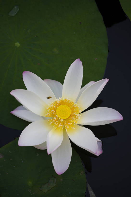 竖图,彩色,室外,特写,白天,莲花,池塘,水池,美丽,花,红色,绿色,紫色,竖,摄影,聚焦,美好,绿,彩图,红,bj174