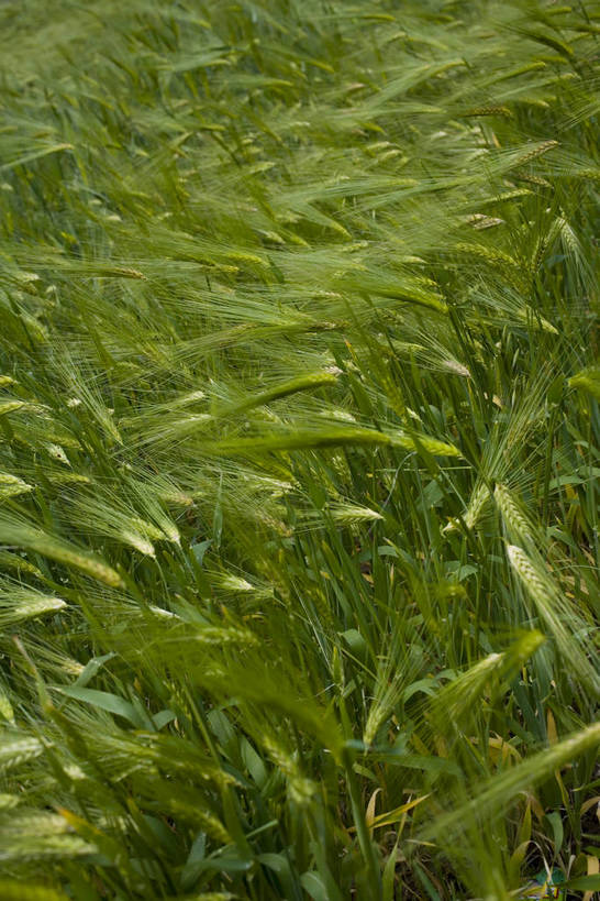 竖图,室外,白天,庄稼,农作物,名胜古迹,植物,中国,亚洲,丰收,稻穗,燕麦,文化,西藏,少数民族,民族,绿色,自然,旅游胜地,摄影,东亚,藏传佛教,中华人民共和国,富裕,彩图,中国少数民族,青稞,bj174