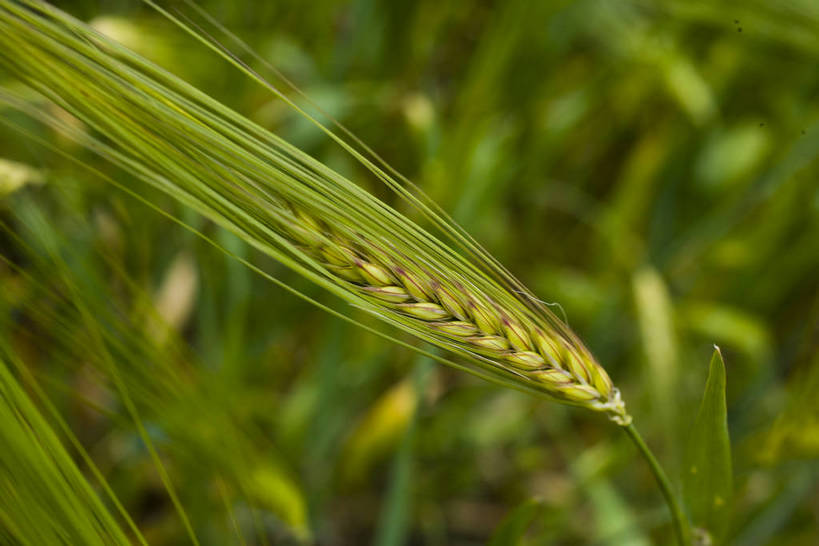 横图,室外,白天,庄稼,农作物,名胜古迹,植物,中国,亚洲,丰收,稻穗,燕麦,文化,西藏,少数民族,民族,绿色,自然,旅游胜地,摄影,东亚,藏传佛教,中华人民共和国,富裕,彩图,中国少数民族,青稞,bj174