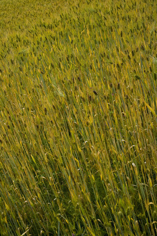 竖图,室外,白天,草地,草坪,名胜古迹,植物,中国,亚洲,收成,丰富,丰收,丰盛,文化,拉萨,林芝,西藏,少数民族,民族,草,花,树,绿色,天空,自然,旅游胜地,摄影,收获,自然风光,藏,东亚,西藏自治区,藏传佛教,中华人民共和国,西南地区,丰登,丰硕,富饶,富裕,劳绩,彩图,林芝地区,中国少数民族,充裕,林芝县,鲁朗林海,鲁朗镇,草甸,西藏江南,bj174