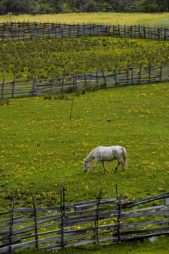 吃,竖图,室外,白天,农作物,草地,草坪,名胜古迹,植物,马,中国,亚洲,收成,丰富,丰收,木头,栅栏,丰盛,文化,拉萨,林芝,西藏,少数民族,民族,草,花,树,绿色,天空,自然,旅游胜地,摄影,收获,自然风光,藏,东亚,西藏自治区,藏传佛教,中华人民共和国,西南地区,丰登,丰硕,富饶,富裕,劳绩,嚼,食,彩图,林芝地区,中国少数民族,充裕,林芝县,鲁朗林海,鲁朗镇,草甸,西藏江南,bj174