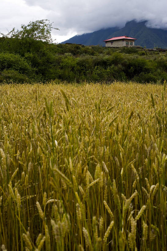 竖图,室外,白天,庄稼,农作物,名胜古迹,植物,中国,亚洲,丰收,稻穗,燕麦,文化,西藏,少数民族,民族,自然,旅游胜地,摄影,自然风光,东亚,藏传佛教,中华人民共和国,富裕,彩图,房子,中国少数民族,青稞,bj174