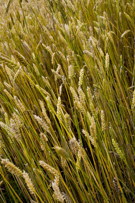 竖图,室外,白天,庄稼,农作物,名胜古迹,植物,中国,亚洲,丰收,稻穗,燕麦,文化,西藏,少数民族,民族,自然,旅游胜地,摄影,自然风光,东亚,藏传佛教,中华人民共和国,富裕,彩图,中国少数民族,青稞,bj174