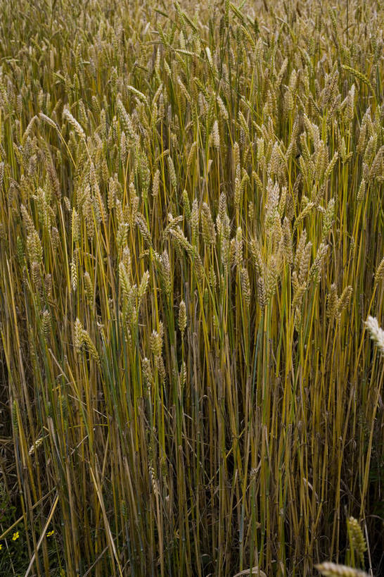 竖图,室外,白天,庄稼,农作物,名胜古迹,植物,中国,亚洲,丰收,稻穗,燕麦,文化,西藏,少数民族,民族,自然,旅游胜地,摄影,自然风光,东亚,藏传佛教,中华人民共和国,富裕,彩图,中国少数民族,青稞,bj174