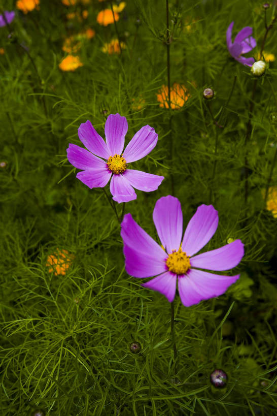 竖图,室外,白天,名胜古迹,植物,中国,亚洲,文化,西藏,少数民族,民族,花,紫色,自然,旅游胜地,摄影,自然风光,东亚,藏传佛教,中华人民共和国,彩图,中国少数民族,bj174