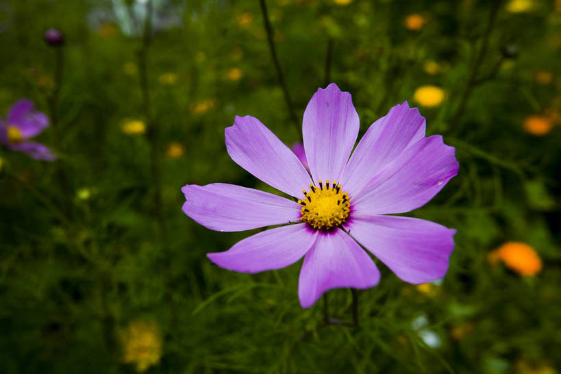 横图,室外,白天,名胜古迹,中国,亚洲,文化,西藏,少数民族,民族,花,花瓣,紫色,自然,花蕊,旅游胜地,摄影,自然风光,东亚,藏传佛教,中华人民共和国,彩图,中国少数民族,bj174