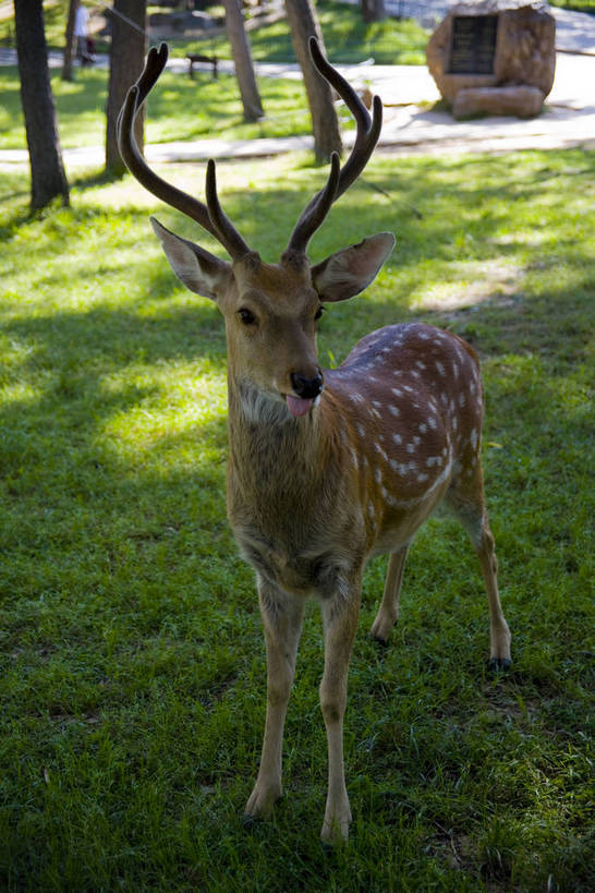 啤酒,竖图,历史,草,古代,旅游胜地,摄影,古远,麋鹿,彩图,bj174