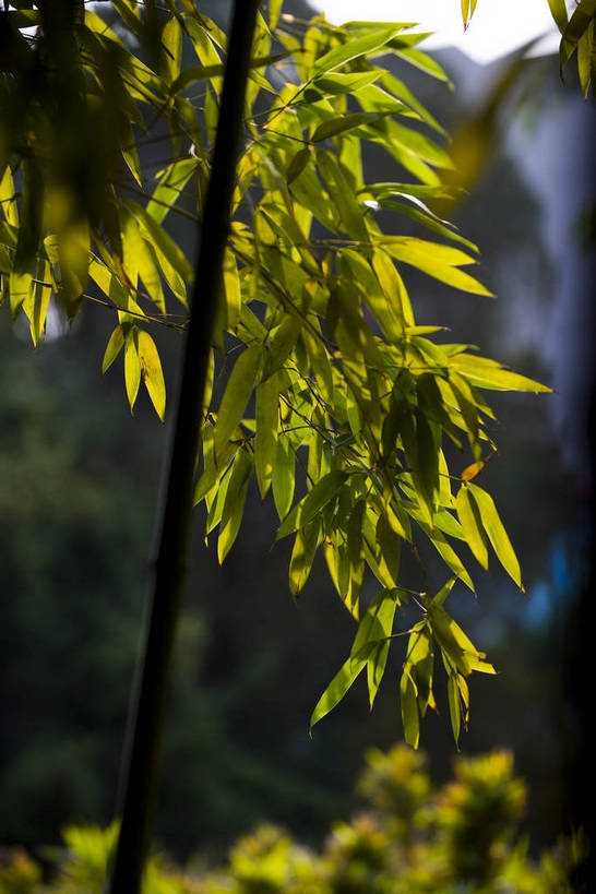 竖图,纯洁,建筑,竹子,叶子,中国,亚洲,竹林,绿叶,历史,山东,古代,阳光,自然,嫩叶,旅游胜地,摄影,高雅,东亚,济南,趵突泉,中华人民共和国,奉献,质朴,正直,古远,担当,叶,叶片,竹,彩图,奋进,操守,四君子,岁寒三友,性坚,虚怀,虚心,善群,卓尔,bj174