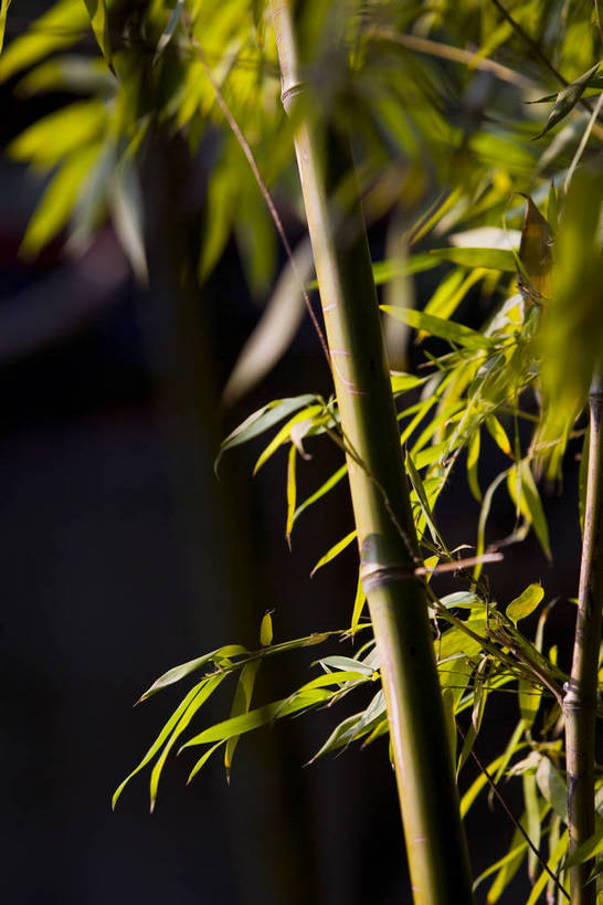 竖图,纯洁,建筑,竹子,叶子,中国,亚洲,竹林,绿叶,历史,山东,古代,阳光,自然,嫩叶,旅游胜地,摄影,高雅,东亚,济南,趵突泉,中华人民共和国,奉献,质朴,正直,古远,担当,叶,叶片,竹,彩图,奋进,操守,四君子,岁寒三友,性坚,虚怀,虚心,善群,卓尔,bj174