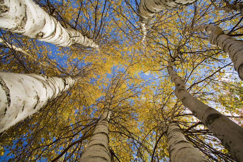 横图,室外,白天,仰视,草地,草原,草坪,秋季,植物,叶子,坝上,中国,亚洲,清澈,高原,干草,枯叶,落叶,草,树,树叶,树枝,黄色,绿色,蓝天,天空,天,橙色,金色,旅游胜地,摄影,东亚,白桦林,内蒙古,中华人民共和国,明澈,清彻,清亮,叶,叶片,秋,秋天,彩图,灌木丛,草甸,bj174