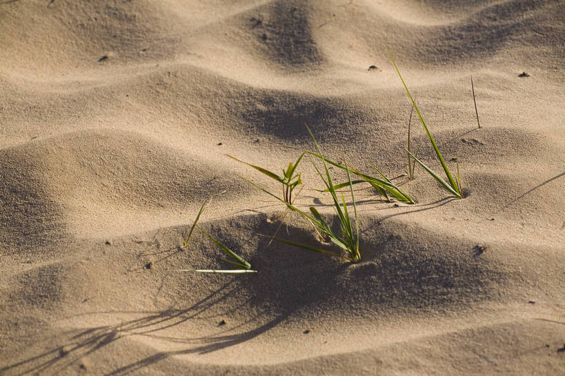 横图,室外,白天,沙漠,坝上,中国,亚洲,沙子,纹理,高原,沙丘,草,旅游胜地,摄影,东亚,内蒙古,中华人民共和国,砂石,彩图,bj174