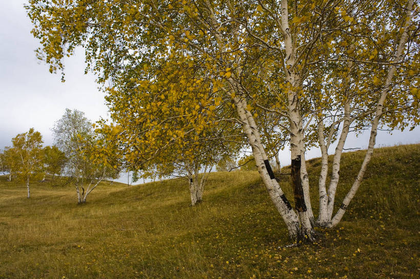 横图,室外,白天,草地,秋季,沙漠,白桦树,叶子,坝上,中国,亚洲,高原,枯叶,落叶,旅游胜地,摄影,东亚,内蒙古,中华人民共和国,砂石,叶,叶片,秋,秋天,彩图,bj174