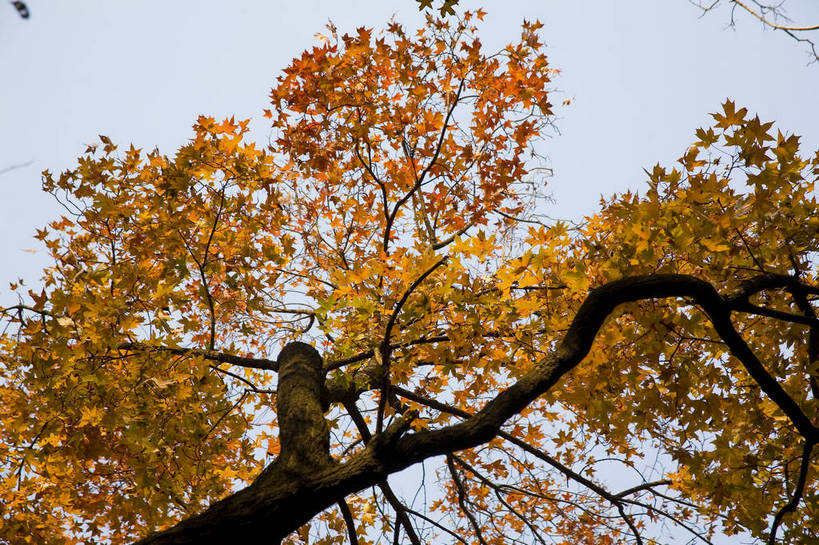 公园,横图,彩色,室外,白天,旅游,度假,名胜古迹,标志建筑,地标,建筑,北京,中国,亚洲,遗迹,图片,首都,古迹,文物,娱乐,建设,古建筑,树叶,自然,享受,休闲,旅游胜地,放松,摄影,人文景观,中国文化,自然风光,古文明,东亚,香山,海淀区,香山公园,中华人民共和国,北京市,京,北平,华北地区,秋天,彩图,旅行,静宜园,香山红叶,bj174